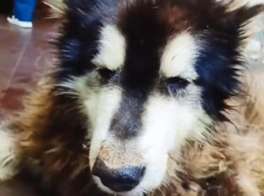 被主人抛弃的阿拉斯加犬,生命永远停在了3岁