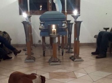 善良妇人多年收养流浪狗 死前狗狗均来送别
