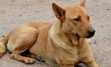 土狗在后院乱叫，认为许多人偷鸡，连忙跑去一看场景猛烈！