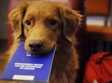 阿拉斯加上飞机！南航：证件齐全，这是至精神抚慰犬！