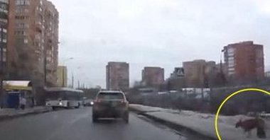 街头发生的感人一幕 竟是为了只流浪小狗