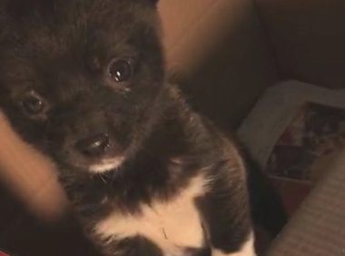 道上巧遇只流浪犬,女生见到狠不下心,回家后见到这场景她脸都黑了