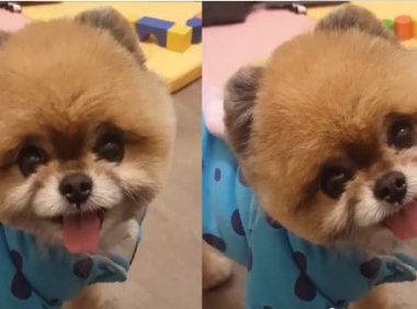 呆萌博美犬歪头放电 萌翻一大群毛毛网友