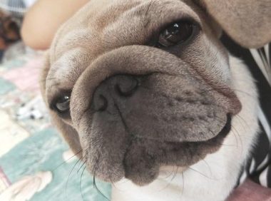 狗子被“忘却”在宠物诊所,治愈后却看不到主人来袭,护理人员表明无可奈何