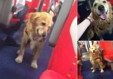 黄金猎犬在车厢走来走去到处搭讪乘客，竟只为这个搞笑的理由！