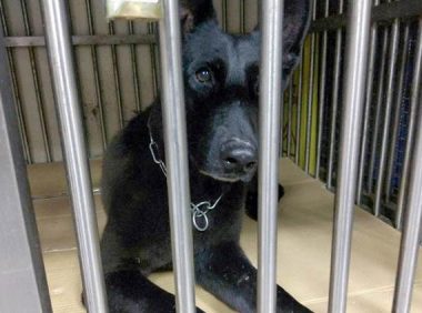 台两只搜救犬受训后回家受阻 缺证明滞留机场