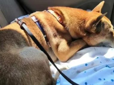 滴滴打车的快车可以带狗吗？