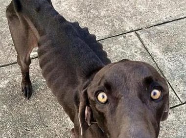 狗狗犯错误死不悔改,主人家绝情将它饿七天,結果肠子都悔青了