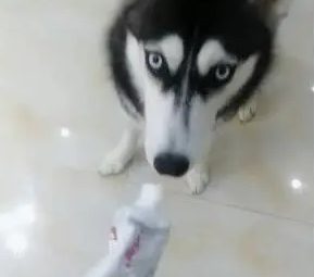 哈士奇把牙膏当营养膏，啃坏了十瓶牙膏之后，主人：晚上炖狗肉汤