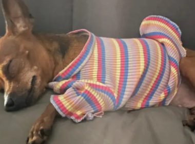 小狗横过马路被车撞 两主人痛失爱犬伤心欲绝