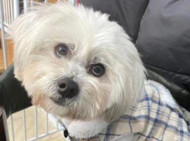 穿着小衣服的漂亮流浪狗,身上竟藏着纸条,上面的文字太暖了