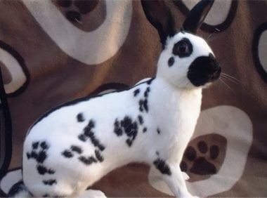 大麦丁兔身份信息