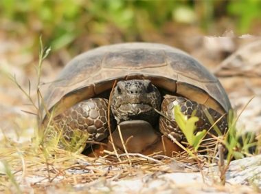 哥法地鼠龟身份信息