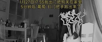 狗狗扒门偷偷跑出，被邻居带回家中虐杀抛尸