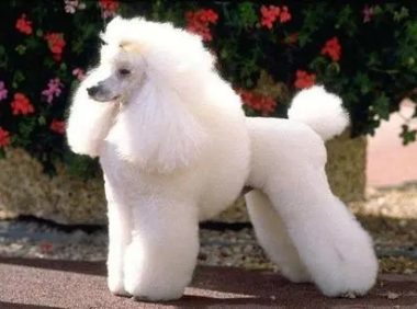 贵宾犬享受贵宾般待遇 逛银行成为VIP用户