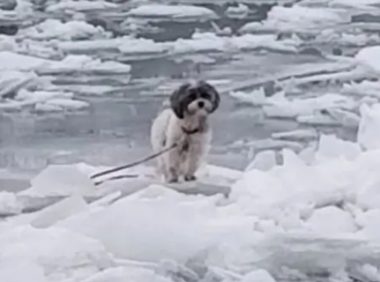 狗狗站冰上，消防员匍匐解救，岸上还有警车