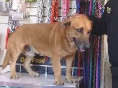 流浪犬被收归成为“警犬”,见到它工作中的样子,大伙儿都高兴坏了