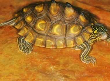 黄斑地图龟身份信息