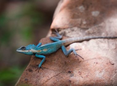 白唇树蜥身份信息