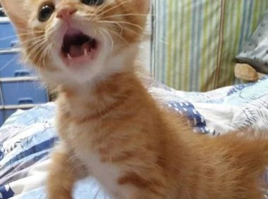 霸王猫在家爆气顶嘴 外出躲进外套折手手泛泪