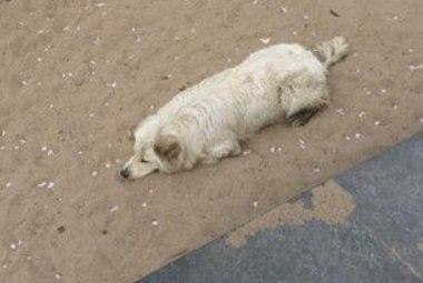 走丢狗狗等主人 用美食诱惑都不能拐走