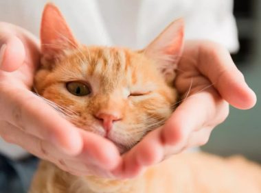 猫狗不感染人类新冠病毒，请善待其他生命！