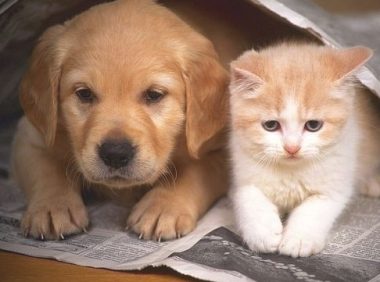 狗和猫能好好玩耍不？