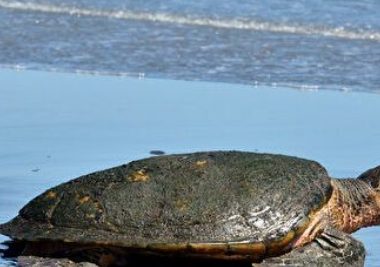 小狗和海龟在佛州海域遇险 得好人帮助获救