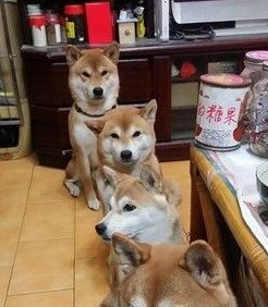主人发吃的 4只柴犬坐成一列等吃的