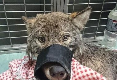 建筑工人发现狗被困在水坝 经检查发现原来是狼