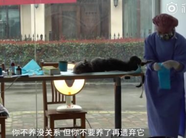 居民联手物业号召给流浪猫狗做绝育手术 不要再伤害无辜的小动物了