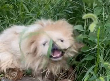 京巴犬的求生之路，用两条腿爬行啃食路边草，遇上好心人终被救！