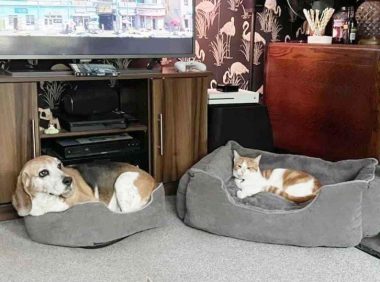 猫占狗床，贪婪的猫偷走善良的小猎犬的床，这都是爱啊