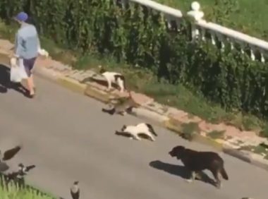 出门被猫狗和鸟包围,在逃迪士尼公主?