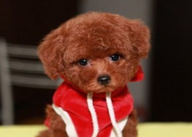 刚买的泰迪犬不见了 抱狗人送还失主
