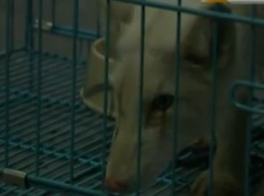 大姐捡回一条宠物狗,看到它眼睛时愣了,得知身份赶紧上交!