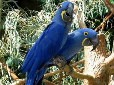 紫蓝金刚鹦鹉身份信息