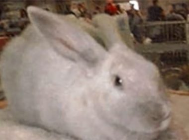 香槟兔身份信息