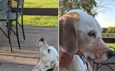 女子送来一受虐狗狗,警方苦寻主人七天,才发现主人就是她自己!