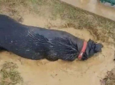 男子发觉院子一条受困黑狗,结论看到狗狗的双眼后赶快援救