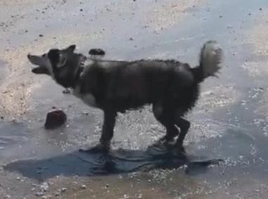 趁主人家通电话的间隙,哈士奇跑来到水洼里往返翻滚,狗还能要吗?