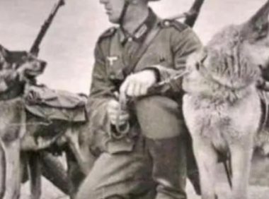 1950年二战军犬偶遇杀害主人的凶手，上前咬死凶手后，结局如何
