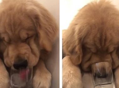 黄金猎犬为享用冰块 不顾形像把鼻塞杯子里