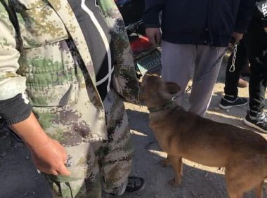 老人卖掉培养多年的爱犬，出价九百无人问津，他却不以为意？