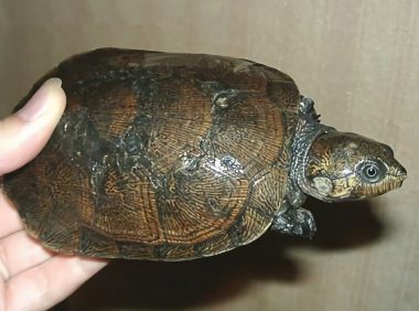 马达加斯加大头侧颈龟身份信息