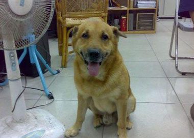 陪伴15年的消防犬辞世 队员大呼舍不得