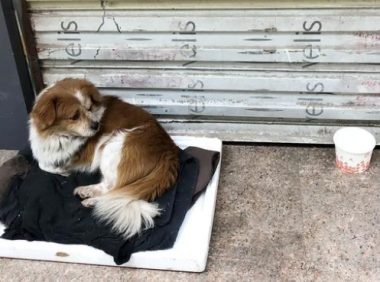 被丢在武汉街头的狗狗,还好它遇到一群好心人!