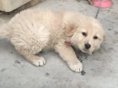 狗狗被弃趴马路边哀嚎，网友善心往前查询，猛然急得勃然大怒