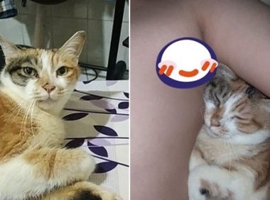 猫咪被退养3次 将安乐死 最后终于等到了一个对的人