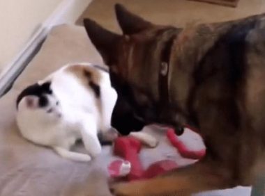 流浪猫被领养,第二天就抢了德牧的床,狗子“出场”很霸气